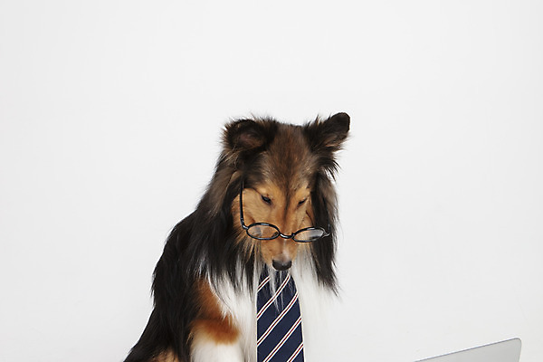 포토 JPG 스튜디오촬영 동물 한마리 반려견 안경 넥타이 실내 누끼 사람없음 앞모습 노트북 반려동물 귀여움 개 강아지 흰배경 반려 셔틀랜드쉽독 국내포토 1 잡화 뷰포인트 백그라운드 컨셉 포유류 내부 전자제품 흰색 파일형식