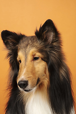 포토 JPG 스튜디오촬영 동물 한마리 반려견 실내 누끼 근접촬영 사람없음 앞모습 반려동물 귀여움 개 강아지 반려 셔틀랜드쉽독 주황색배경 국내포토 1 뷰포인트 백그라운드 컨셉 포유류 내부 주황색 파일형식