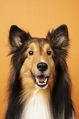 포토 JPG 스튜디오촬영 동물 한마리 반려견 실내 누끼 근접촬영 사람없음 앞모습 반려동물 귀여움 개 강아지 반려 셔틀랜드쉽독 주황색배경 국내포토 1 뷰포인트 백그라운드 컨셉 포유류 내부 주황색 파일형식