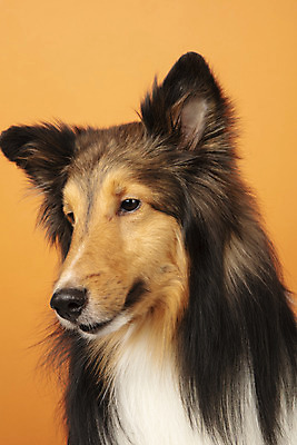 포토 JPG 스튜디오촬영 동물 한마리 반려견 실내 누끼 근접촬영 사람없음 앞모습 반려동물 귀여움 개 강아지 반려 셔틀랜드쉽독 주황색배경 국내포토 1 뷰포인트 백그라운드 컨셉 포유류 내부 주황색 파일형식