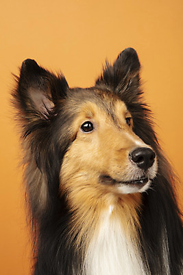 포토 JPG 스튜디오촬영 동물 한마리 반려견 실내 누끼 근접촬영 사람없음 앞모습 반려동물 귀여움 개 강아지 반려 셔틀랜드쉽독 주황색배경 국내포토 1 뷰포인트 백그라운드 컨셉 포유류 내부 주황색 파일형식