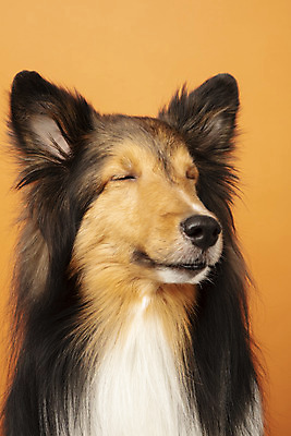 포토 JPG 스튜디오촬영 동물 한마리 반려견 실내 누끼 근접촬영 사람없음 앞모습 반려동물 귀여움 개 강아지 반려 셔틀랜드쉽독 주황색배경 국내포토 1 뷰포인트 백그라운드 컨셉 포유류 내부 주황색 파일형식