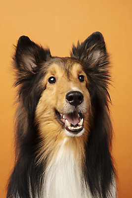 포토 JPG 스튜디오촬영 동물 한마리 반려견 실내 누끼 근접촬영 사람없음 앞모습 반려동물 귀여움 개 강아지 반려 셔틀랜드쉽독 주황색배경 국내포토 1 뷰포인트 백그라운드 컨셉 포유류 내부 주황색 파일형식