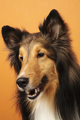 포토 JPG 스튜디오촬영 동물 한마리 반려견 실내 누끼 근접촬영 사람없음 앞모습 반려동물 귀여움 개 강아지 반려 셔틀랜드쉽독 주황색배경 국내포토 1 뷰포인트 백그라운드 컨셉 포유류 내부 주황색 파일형식