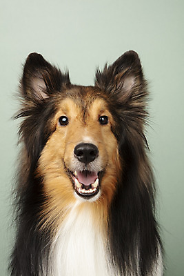 포토 JPG 스튜디오촬영 동물 한마리 반려견 실내 누끼 근접촬영 사람없음 앞모습 반려동물 귀여움 개 강아지 반려 셔틀랜드쉽독 초록배경 국내포토 1 뷰포인트 백그라운드 컨셉 포유류 내부 초록색 파일형식