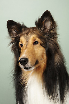 포토 JPG 스튜디오촬영 동물 한마리 반려견 실내 누끼 근접촬영 사람없음 앞모습 반려동물 귀여움 개 강아지 반려 셔틀랜드쉽독 초록배경 국내포토 1 뷰포인트 백그라운드 컨셉 포유류 내부 초록색 파일형식