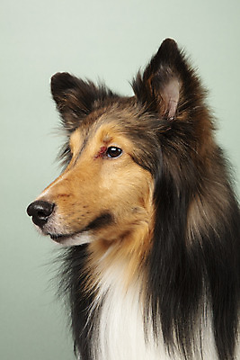 포토 JPG 스튜디오촬영 동물 한마리 응시 반려견 실내 누끼 근접촬영 사람없음 옆모습 반려동물 귀여움 개 강아지 반려 셔틀랜드쉽독 초록배경 국내포토 1 시선 뷰포인트 백그라운드 컨셉 포유류 내부 초록색 파일형식