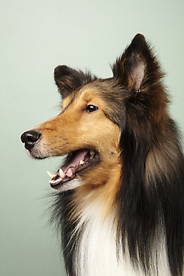 포토 JPG 스튜디오촬영 동물 한마리 응시 반려견 실내 누끼 근접촬영 사람없음 옆모습 반려동물 귀여움 개 강아지 반려 셔틀랜드쉽독 초록배경 국내포토 1 시선 뷰포인트 백그라운드 컨셉 포유류 내부 초록색 파일형식