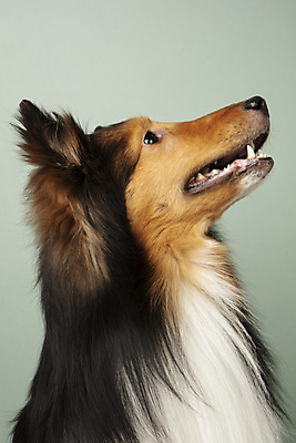 포토 JPG 스튜디오촬영 동물 한마리 응시 반려견 실내 누끼 근접촬영 사람없음 옆모습 반려동물 귀여움 개 강아지 반려 셔틀랜드쉽독 초록배경 국내포토 1 시선 뷰포인트 백그라운드 컨셉 포유류 내부 초록색 파일형식