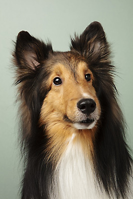 포토 JPG 스튜디오촬영 동물 한마리 반려견 실내 누끼 근접촬영 사람없음 앞모습 반려동물 귀여움 개 강아지 반려 셔틀랜드쉽독 초록배경 국내포토 1 뷰포인트 백그라운드 컨셉 포유류 내부 초록색 파일형식
