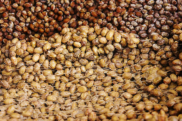 포토 JPG 주간 콩 풍경 근접촬영 사람없음 야외 관광지 된장 충청남도 공주 충청도 메주 국내여행 청국장 국내포토 자연요소 한식 뷰포인트 여행 곡류 한국 양념 찌개 파일형식