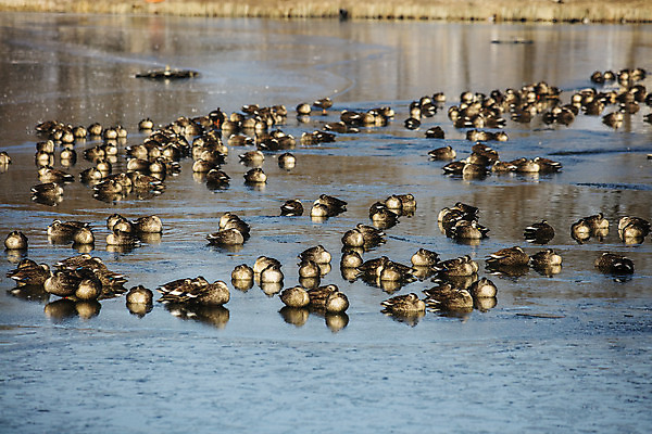 포토 JPG 주간 여러마리 한국 풍경 사람없음 야외 관광지 충청남도 충청도 철새 국내여행 궁남지 부여 국내포토 자연요소 아시아 여행 다수 고건축 조류 파일형식