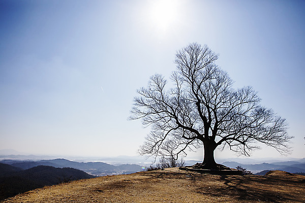 포토 JPG 주간 나무 하늘 한국 풍경 사람없음 야외 관광지 충청남도 충청도 고목 국내여행 느티나무 부여 사랑나무 가림산성 국내포토 자연요소 식물 아시아 여행 산성 파일형식