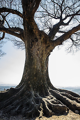 포토 JPG 주간 나무 한국 풍경 사람없음 야외 관광지 충청남도 충청도 고목 국내여행 느티나무 부여 사랑나무 가림산성 국내포토 자연요소 식물 아시아 여행 산성 파일형식