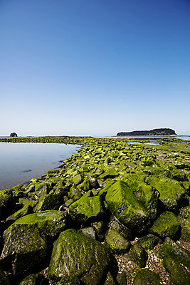 포토 JPG 주간 바다 한국 풍경 사람없음 야외 관광지 돌_바위 해초 충청남도 충청도 국내여행 무창포해수욕장 바닷길 보령 신비의바닷길 국내포토 자연요소 아시아 길 여행 해변 해조류 진도 파일형식