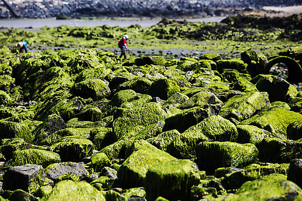 포토 JPG 주간 바다 한국 이끼 풍경 야외 두명 관광지 돌_바위 해초 충청남도 충청도 국내여행 무창포해수욕장 바닷길 보령 신비의바닷길 국내포토 자연요소 아시아 길 여행 사람 해변 해조류 진도 파일형식