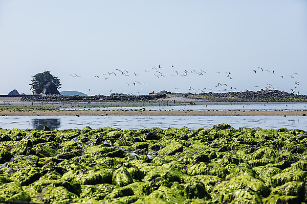 포토 JPG 주간 바다 한국 풍경 사람없음 야외 관광지 돌_바위 해초 충청남도 충청도 철새 국내여행 무창포해수욕장 바닷길 보령 신비의바닷길 국내포토 자연요소 아시아 길 여행 조류 해변 해조류 진도 파일형식