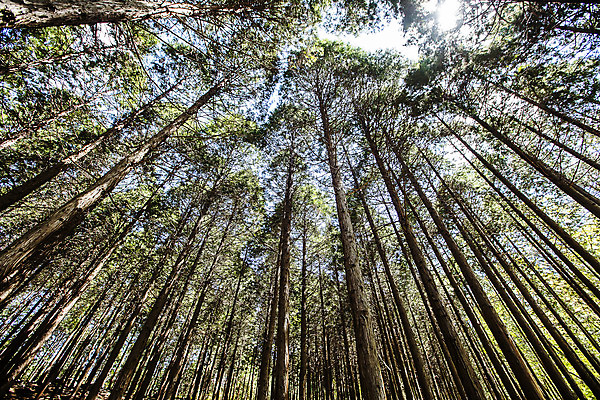 포토 JPG 주간 로우앵글 하늘 산 한국 풍경 사람없음 야외 관광지 숲 충청남도 충청도 국내여행 자연휴양림 보령 성주산자연휴양림 국내포토 자연요소 아시아 뷰포인트 여행 휴양림 파일형식