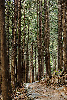 포토 JPG 주간 산 한국 풍경 사람없음 야외 관광지 숲 충청남도 충청도 국내여행 자연휴양림 보령 성주산자연휴양림 국내포토 자연요소 아시아 여행 휴양림 파일형식