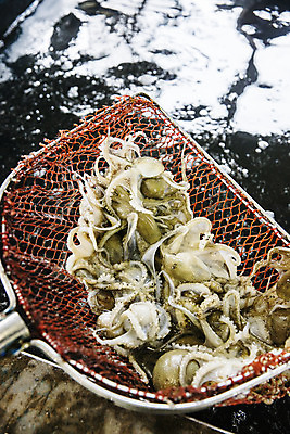 포토 JPG 주간 바다 한국 풍경 사람없음 야외 관광지 항구 어선 충청남도 충청도 국내여행 서해안 주꾸미 서천 제철음식 홍원항 국내포토 자연요소 아시아 음식 여행 배_교통 교통시설 연체동물 수중동물 제철 파일형식