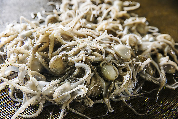 포토 JPG 주간 바다 여러마리 한국 풍경 사람없음 야외 관광지 항구 어선 충청남도 충청도 국내여행 서해안 주꾸미 서천 제철음식 홍원항 국내포토 자연요소 아시아 음식 여행 다수 배_교통 교통시설 연체동물 수중동물 제철 파일형식