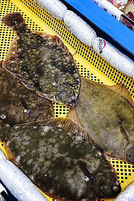 포토 JPG 주간 바다 한국 어류 풍경 사람없음 야외 관광지 항구 회 충청남도 충청도 국내여행 서해안 보령 도다리 무창포항 국내포토 자연요소 아시아 음식 여행 교통시설 수중동물 파일형식