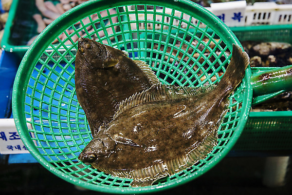 포토 JPG 주간 한국 어류 풍경 사람없음 야외 관광지 항구 회 시장 충청남도 충청도 국내여행 서해안 보령 도다리 무창포항 국내포토 자연요소 아시아 음식 여행 교통시설 수중동물 파일형식