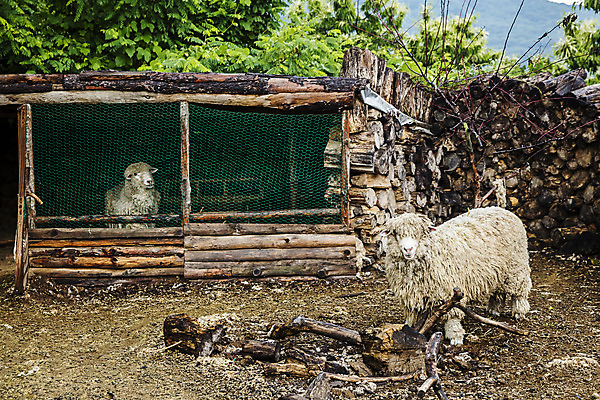 포토 JPG 주간 동물 두마리 한국 풍경 사람없음 야외 관광지 농장 양 충청도 충청북도 국내여행 단양 양털 국내포토 자연요소 아시아 여행 2 농업 포유류 파일형식