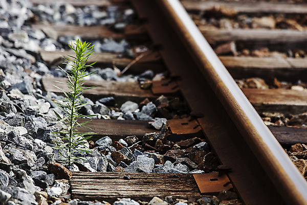 포토 JPG 주간 한국 풍경 근접촬영 사람없음 야외 관광지 기찻길 기차 충청남도 플랫폼 들풀 충청도 국내여행 보령 간이역 청소역 국내포토 자연요소 아시아 육상교통 뷰포인트 여행 교통시설 대중교통 역 기차역 파일형식
