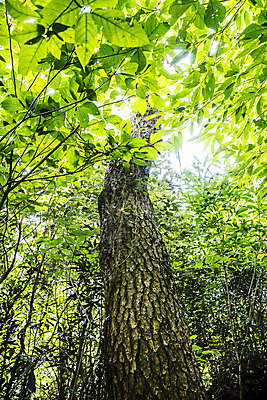 포토 JPG 주간 나무 바다 섬 잎 한국 풍경 사람없음 야외 관광지 제주도 오름 국내여행 올레길 제주도여행 제지기오름 국내포토 자연요소 식물 아시아 길 여행 파일형식