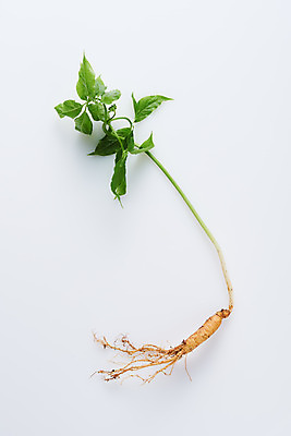 포토 JPG 스튜디오촬영 재료 실내 사람없음 하이앵글 한의학 약재 한약재 산삼 흰배경 건강식품 장뇌삼 플랫레이 국내포토 음식 뷰포인트 백그라운드 의학 건강 내부 약 흰색 삼 플랫 파일형식