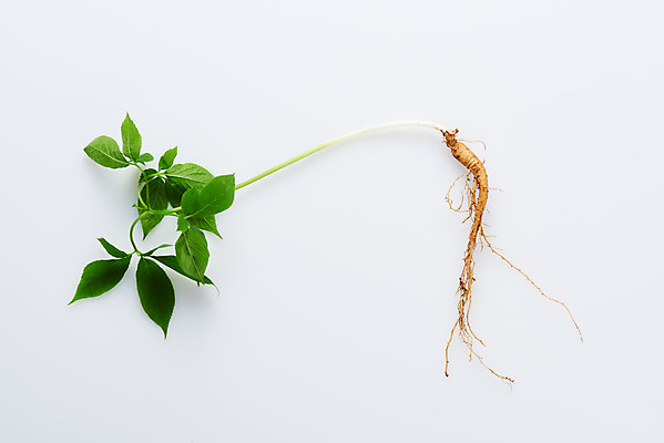 포토 JPG 스튜디오촬영 재료 실내 사람없음 하이앵글 한의학 약재 한약재 산삼 흰배경 건강식품 장뇌삼 플랫레이 국내포토 음식 뷰포인트 백그라운드 의학 건강 내부 약 흰색 삼 플랫 파일형식