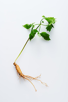 포토 JPG 스튜디오촬영 재료 실내 사람없음 하이앵글 한의학 약재 한약재 산삼 흰배경 건강식품 장뇌삼 플랫레이 국내포토 음식 뷰포인트 백그라운드 의학 건강 내부 약 흰색 삼 플랫 파일형식
