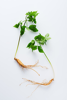 포토 JPG 스튜디오촬영 재료 실내 사람없음 하이앵글 한의학 약재 한약재 산삼 흰배경 건강식품 장뇌삼 플랫레이 국내포토 음식 뷰포인트 백그라운드 의학 건강 내부 약 흰색 삼 플랫 파일형식