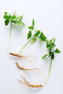 포토 JPG 스튜디오촬영 재료 실내 사람없음 하이앵글 한의학 약재 한약재 산삼 흰배경 건강식품 장뇌삼 플랫레이 국내포토 음식 뷰포인트 백그라운드 의학 건강 내부 약 흰색 삼 플랫 파일형식