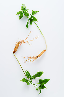 포토 JPG 스튜디오촬영 재료 실내 사람없음 하이앵글 한의학 약재 한약재 산삼 흰배경 건강식품 장뇌삼 플랫레이 국내포토 음식 뷰포인트 백그라운드 의학 건강 내부 약 흰색 삼 플랫 파일형식