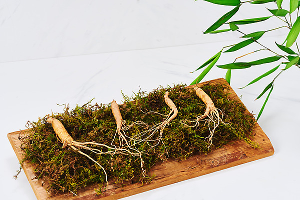 포토 JPG 스튜디오촬영 재료 실내 이끼 사람없음 한의학 약재 한약재 산삼 흰배경 건강식품 장뇌삼 국내포토 음식 백그라운드 의학 건강 내부 약 흰색 삼 파일형식