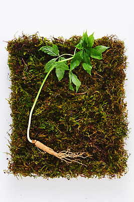 포토 JPG 스튜디오촬영 재료 실내 이끼 사람없음 하이앵글 한의학 약재 한약재 산삼 흰배경 건강식품 장뇌삼 플랫레이 국내포토 음식 뷰포인트 백그라운드 의학 건강 내부 약 흰색 삼 플랫 파일형식