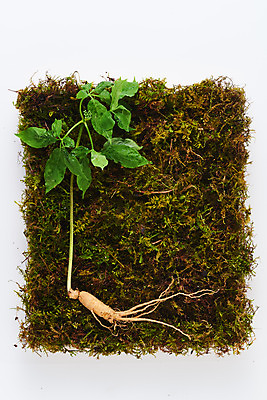 포토 JPG 스튜디오촬영 재료 실내 이끼 사람없음 하이앵글 한의학 약재 한약재 산삼 흰배경 건강식품 장뇌삼 플랫레이 국내포토 음식 뷰포인트 백그라운드 의학 건강 내부 약 흰색 삼 플랫 파일형식