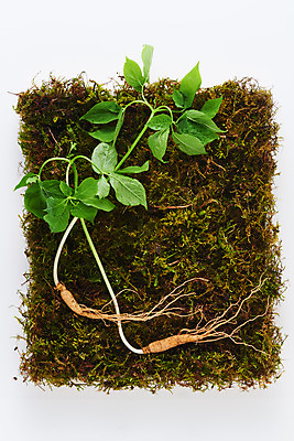 포토 JPG 스튜디오촬영 재료 실내 이끼 사람없음 하이앵글 한의학 약재 한약재 산삼 흰배경 건강식품 장뇌삼 플랫레이 국내포토 음식 뷰포인트 백그라운드 의학 건강 내부 약 흰색 삼 플랫 파일형식