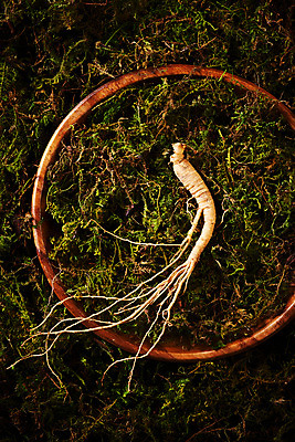 포토 JPG 스튜디오촬영 재료 실내 이끼 사람없음 하이앵글 한의학 약재 한약재 산삼 건강식품 장뇌삼 플랫레이 초록배경 국내포토 음식 뷰포인트 백그라운드 의학 건강 내부 초록색 약 삼 플랫 파일형식