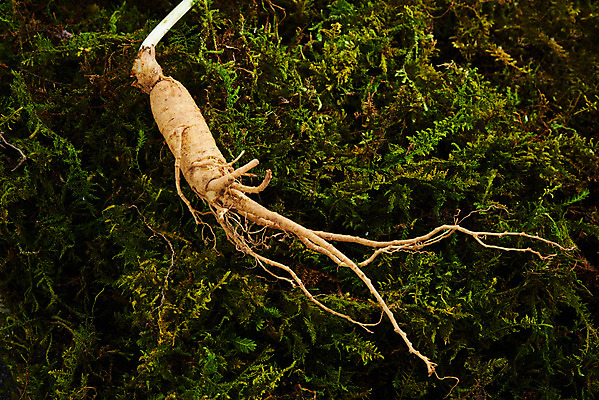 포토 JPG 스튜디오촬영 재료 실내 이끼 사람없음 한의학 약재 한약재 산삼 건강식품 장뇌삼 초록배경 국내포토 음식 백그라운드 의학 건강 내부 초록색 약 삼 파일형식
