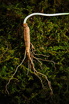 포토 JPG 스튜디오촬영 재료 실내 이끼 사람없음 하이앵글 한의학 약재 한약재 산삼 건강식품 장뇌삼 플랫레이 초록배경 국내포토 음식 뷰포인트 백그라운드 의학 건강 내부 초록색 약 삼 플랫 파일형식