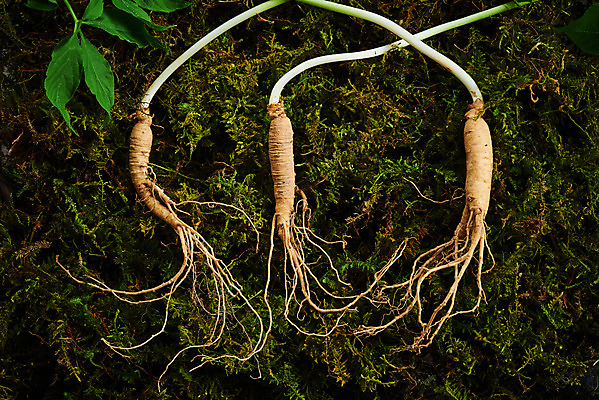 포토 JPG 스튜디오촬영 재료 실내 이끼 사람없음 하이앵글 한의학 약재 한약재 산삼 건강식품 장뇌삼 플랫레이 초록배경 국내포토 음식 뷰포인트 백그라운드 의학 건강 내부 초록색 약 삼 플랫 파일형식