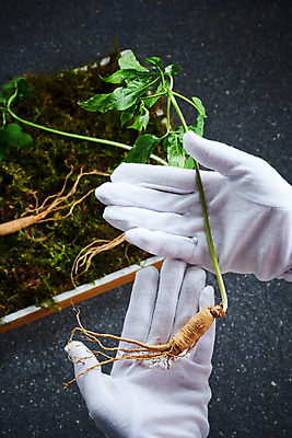 포토 JPG 스튜디오촬영 손 여자 40대 장갑 재료 회색배경 실내 이끼 한명 한의학 한국인 약재 한약재 산삼 건강식품 장뇌삼 국내포토 1 잡화 음식 중년 백그라운드 의학 건강 사람 동양인 내부 신체부위 약 회색 삼 파일형식