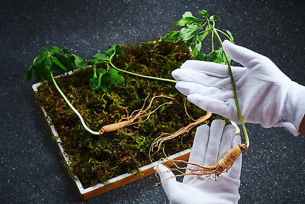 포토 JPG 스튜디오촬영 손 여자 40대 장갑 재료 회색배경 실내 이끼 한명 한의학 한국인 약재 한약재 산삼 건강식품 장뇌삼 국내포토 1 잡화 음식 중년 백그라운드 의학 건강 사람 동양인 내부 신체부위 약 회색 삼 파일형식