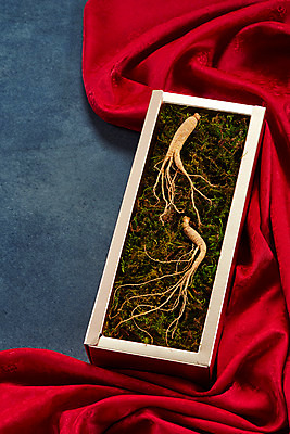 포토 JPG 스튜디오촬영 재료 회색배경 실내 선물 이끼 사람없음 선물상자 한의학 약재 한약재 산삼 천 건강식품 장뇌삼 국내포토 음식 백그라운드 의학 건강 내부 상자 약 회색 직물 삼 파일형식