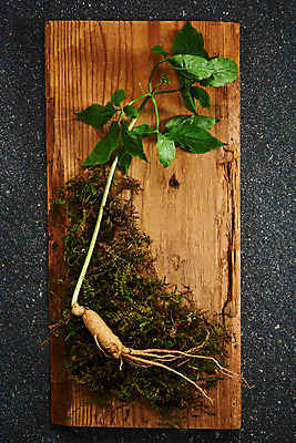 포토 JPG 스튜디오촬영 재료 회색배경 실내 이끼 사람없음 하이앵글 한의학 약재 한약재 산삼 건강식품 장뇌삼 플랫레이 국내포토 음식 뷰포인트 백그라운드 의학 건강 내부 약 회색 삼 플랫 파일형식