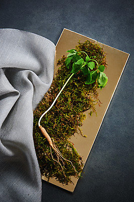 포토 JPG 스튜디오촬영 재료 회색배경 실내 이끼 사람없음 한의학 약재 한약재 산삼 천 건강식품 장뇌삼 국내포토 음식 백그라운드 의학 건강 내부 약 회색 직물 삼 파일형식