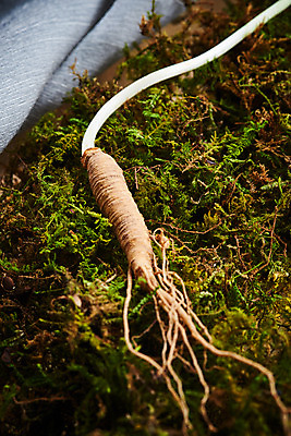 포토 JPG 스튜디오촬영 재료 실내 이끼 사람없음 한의학 약재 한약재 산삼 천 건강식품 장뇌삼 초록배경 국내포토 음식 백그라운드 의학 건강 내부 초록색 약 직물 삼 파일형식